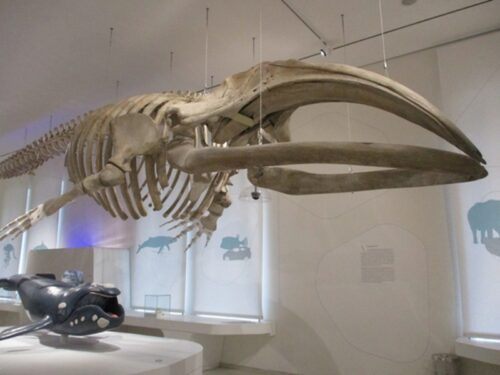 Im Naturkundemuseum